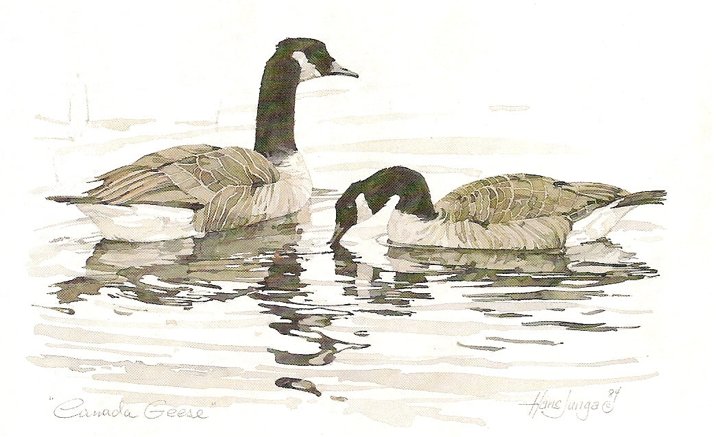 Canada Geese Note Card